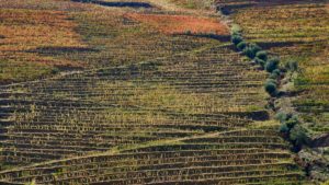 vineyards on hillside, Douro Valley, Portugal vineyards on hillside, Douro Valley, Portugal
